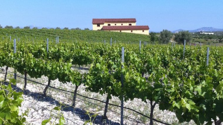 Viñedos de las Bodegas Perfer en Uleila del Campo.