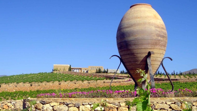 Vista de los viñedos de la Finca Ánfora Bodega Enix.