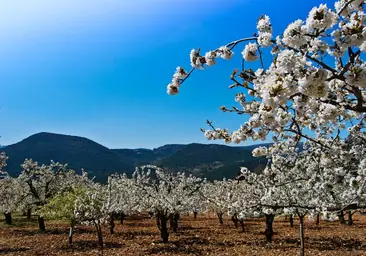 Cincuenta mil cerezos en flor iluminan un valle especial en el norte de España