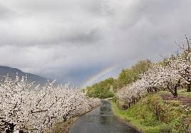 Los cerezos del Valle del Jerte en Extremadura ya están en flor: dónde verlos y cómo llegar