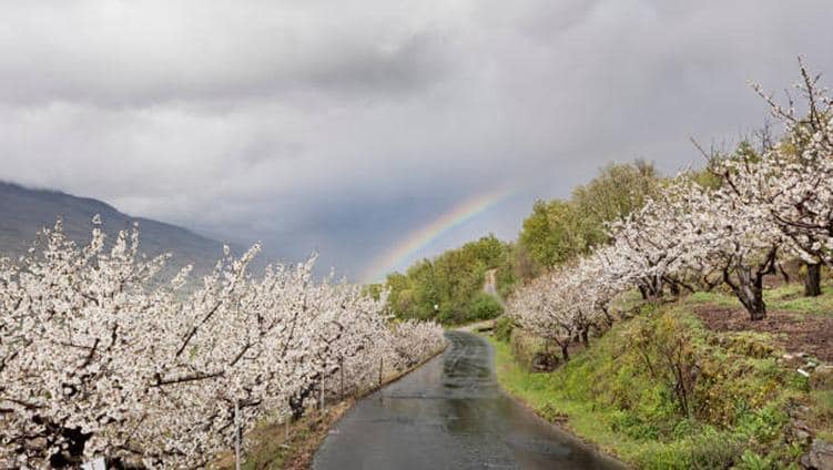 Los cerezos del Valle del Jerte en Extremadura ya están en flor: dónde verlos y cómo llegar