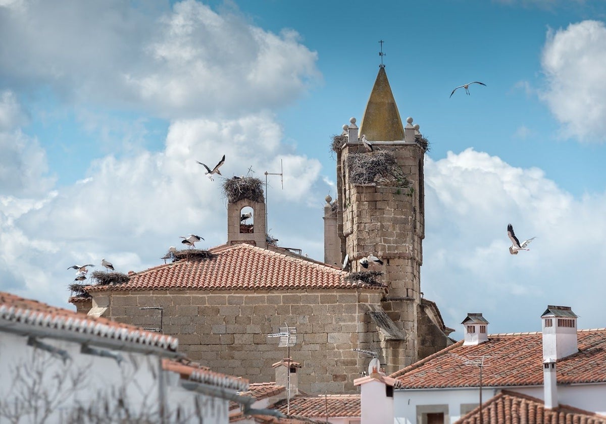 Por qué es tan importante este pueblo de Cáceres para la cigüeña blanca