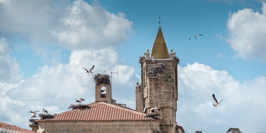 Por qué es tan importante este pueblo de Cáceres para la cigüeña blanca