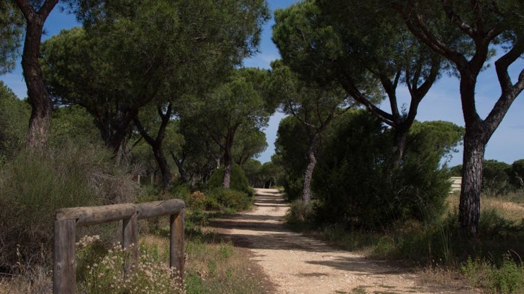 El carril bici, que comienza en la zona de la playa de Cuesta Manelli, discurre por zonas en las que los pinos nos darán sombra