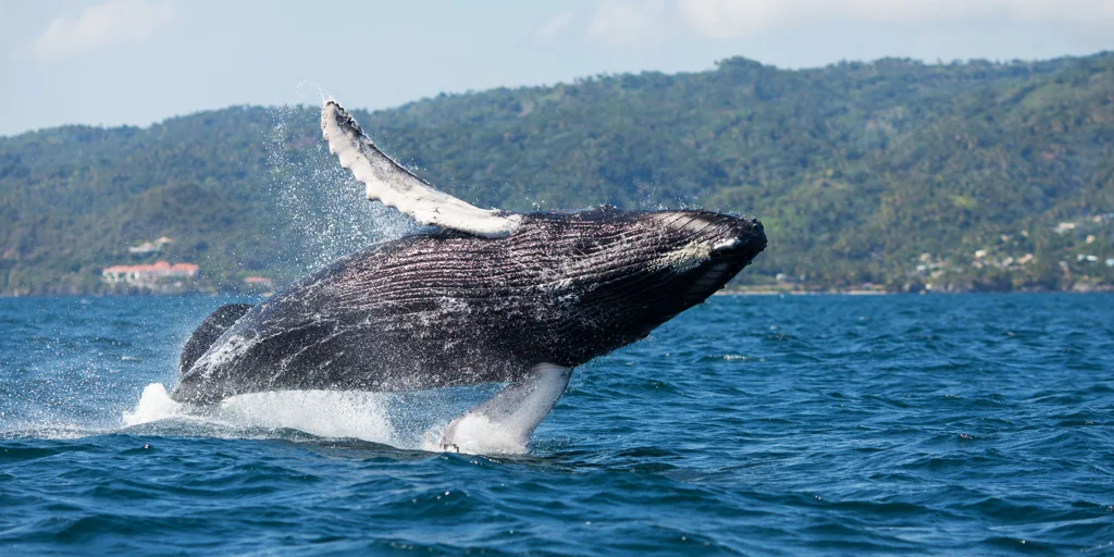 Las playas más bonitas del Caribe donde es fácil ver ballenas jorobadas