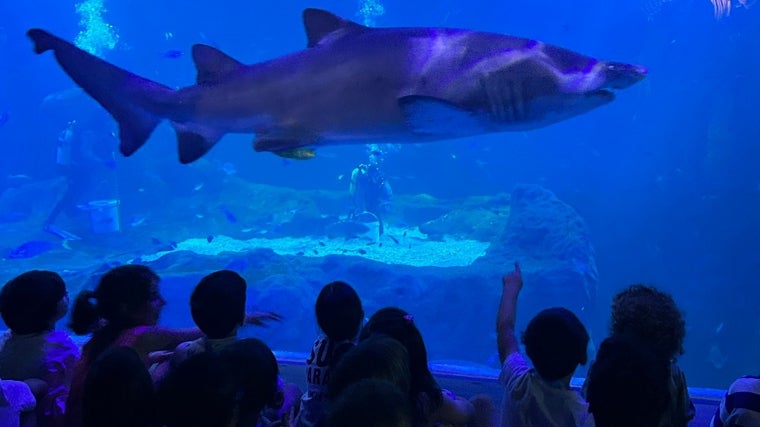 Observación de tiburones en el Acuario de Sevilla.