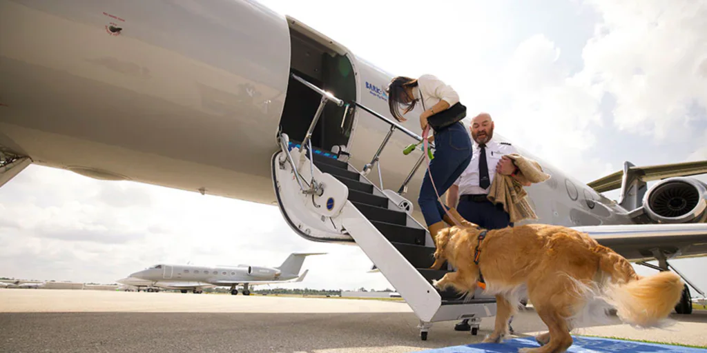 Bark Air, la aerolínea en la que los perros viajan en primera clase