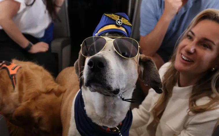 Imagen principal - Pasaporte perruno de Bark Air, menú para perros de la aerolínea y azafato peludo de la aerolínea