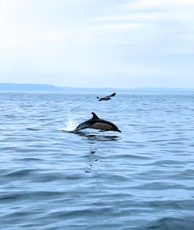 Imagen secundaria 2 - Piscina ecológica hecha con contenedores marítimos, parque acuático y excursión para observar delfines