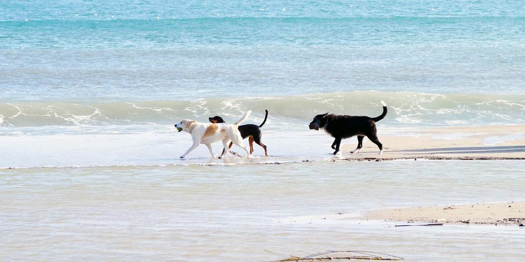 La playa para perros de Matalascañas ya es una realidad: esta es su ubicación