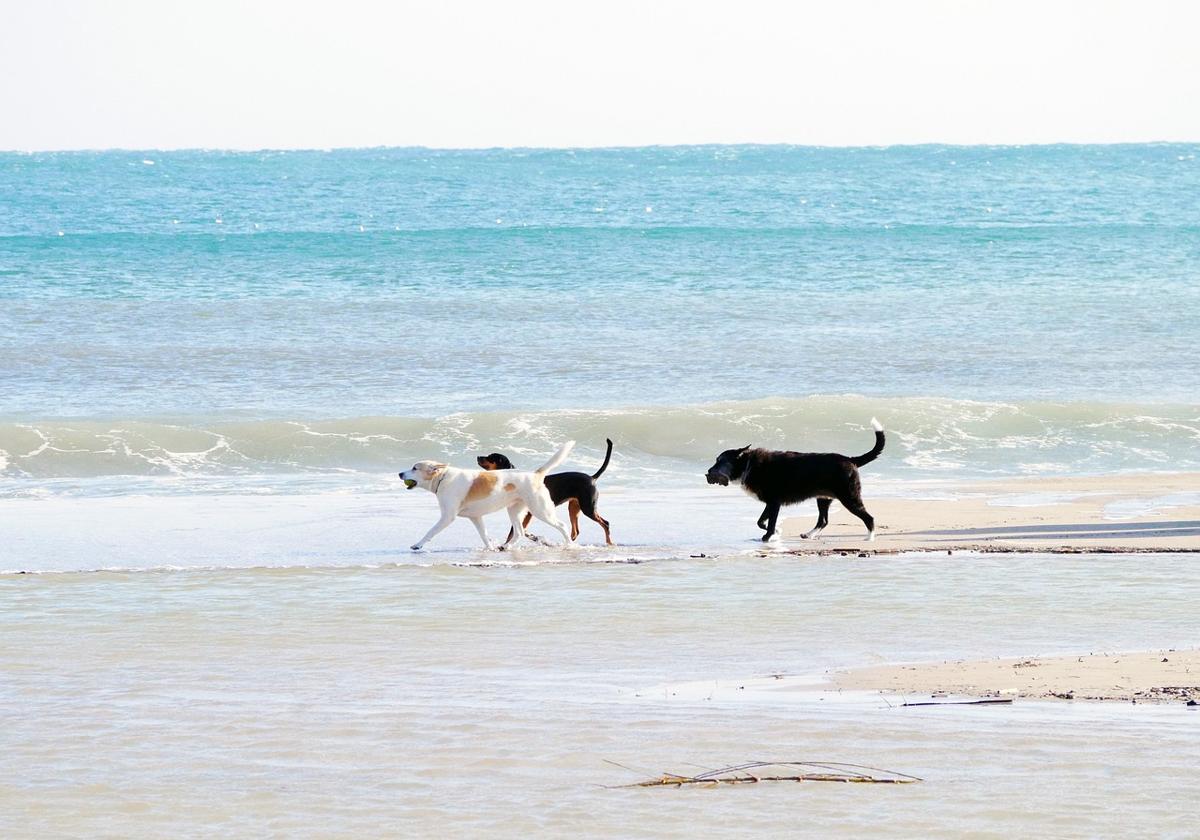 Matalascañas estrena playa para perros este verano