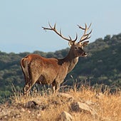 Este rincón de Jaén es único en el mundo para ver la berrea del ciervo