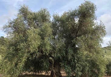 El olivo más grande del mundo está en Andalucía y tiene más de mil años