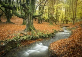 Ocho de los bosques españoles donde más lucen los colores del otoño