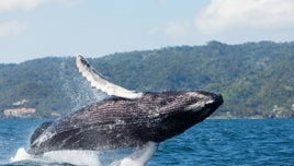 Las playas más bonitas del Caribe donde es fácil ver ballenas jorobadas