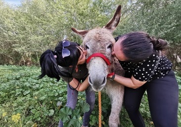 La granja a solo 30 minutos de Sevilla donde puedes conocer burros y pasar un día con ellos