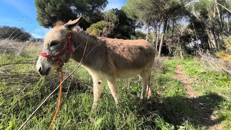 La asociación apuesta por el cuidado tanto de estos animales como de la naturaleza en todas sus expresiones