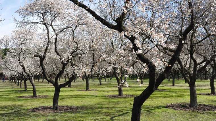 Almendros en Mallorca