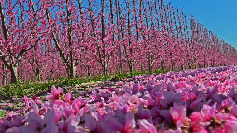 Floración del melocotón en Cieza