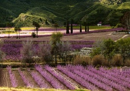 Floración del melocotón de Cieza