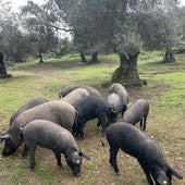 Los siete pueblos más bonitos de la Sierra de Aracena