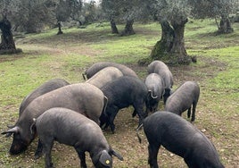 Los siete pueblos más bonitos de la Sierra de Aracena