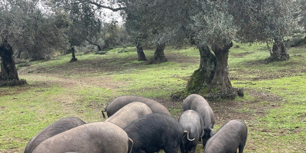 Los siete pueblos más bonitos de la Sierra de Aracena