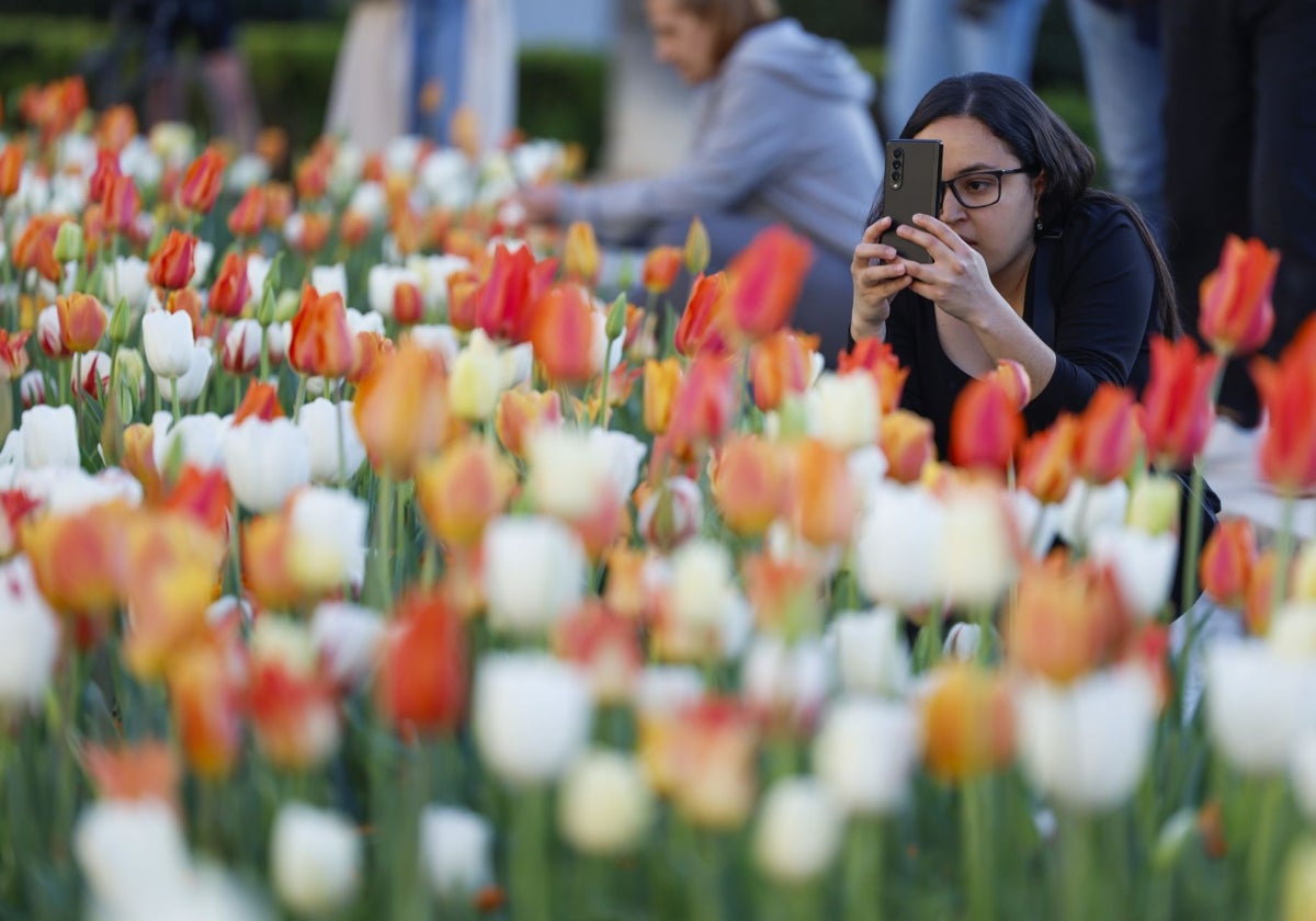 Los tulipanes de la plaza de Oriente