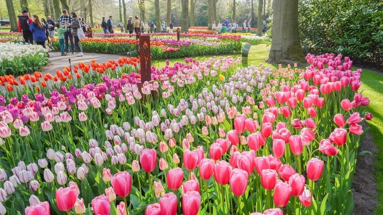 La ruta por Holanda para disfrutar de la floración de los tulipanes