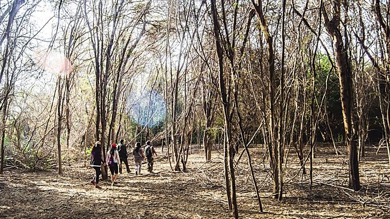 Bosque de Pómac