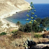 Vista de la Cala de San Pedro en el Cabo de Gata-Níjar