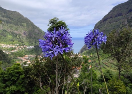 Imagen secundaria 1 - Vegetación exuberante y mar, los principales atractivos de Madeira.