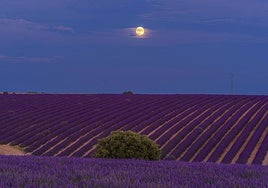 Dos pueblos de Burgos para ver campos de lavanda en flor este verano (y no están masificados)