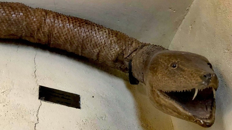La famosa serpiente de la iglesia del Carmen