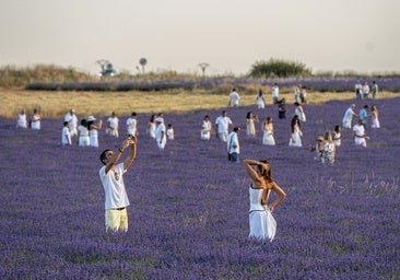 «Por favor, venid entre semana a ver los campos de lavanda»: Brihuega lanza un mensaje ante la avalancha de turistas