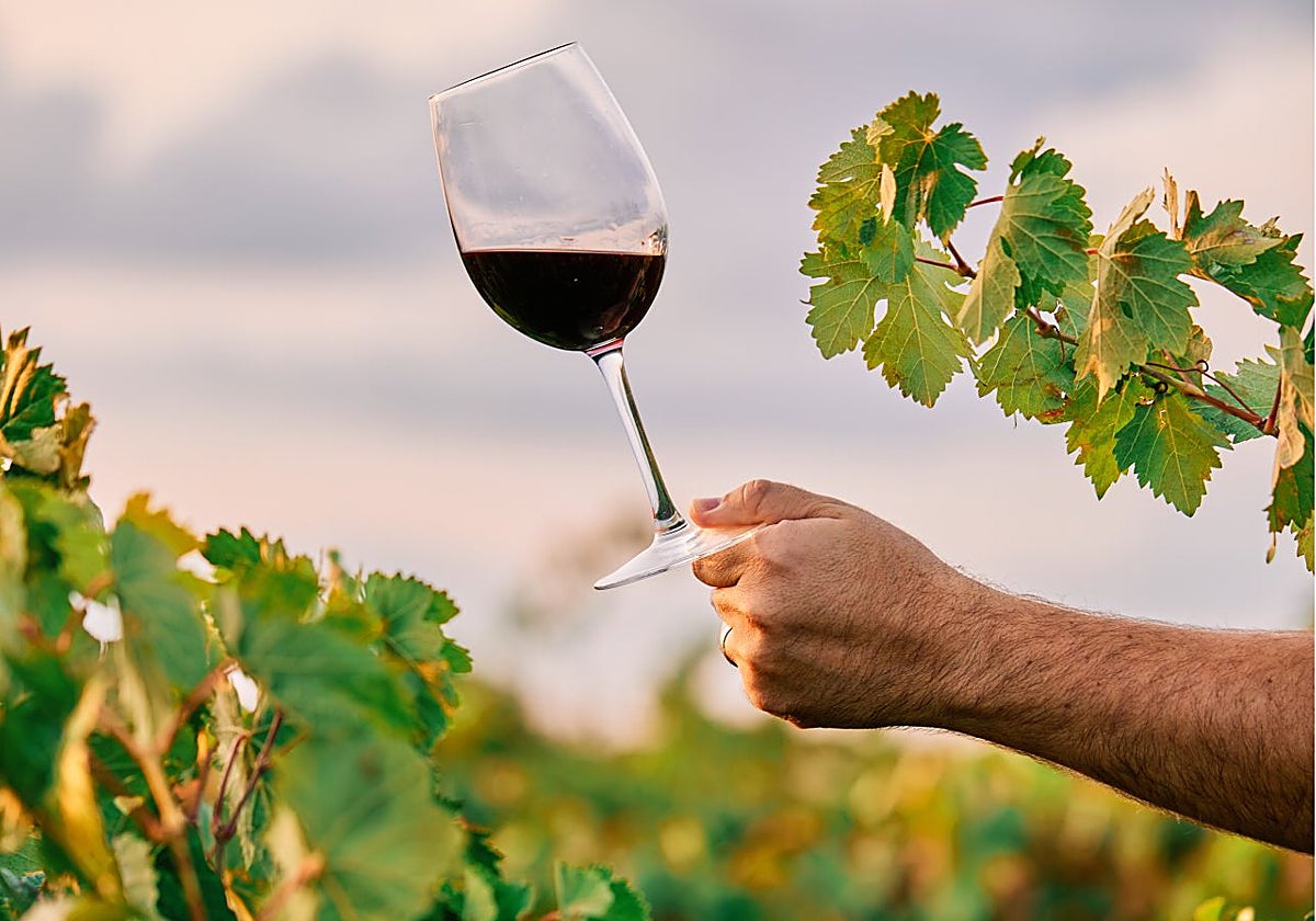 Estos planes te ofrecen un tipo de enoturismo distinto y novedoso