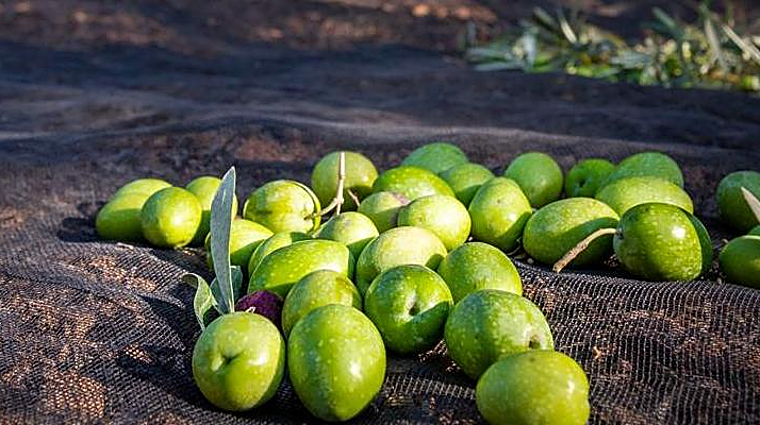 Le preguntamos a una experta en viajes sobre el destino perfecto para este otoño en Andalucía: «No pueden perderse la recogida de la aceituna»