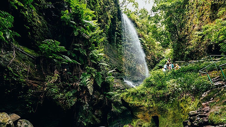 El verdor destaca en el bosque de Tilos