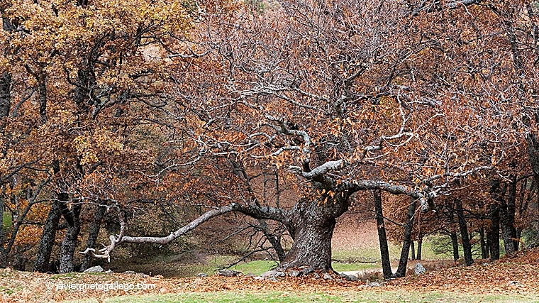 Castaños centenarios en el Castañar de El Tiemblo
