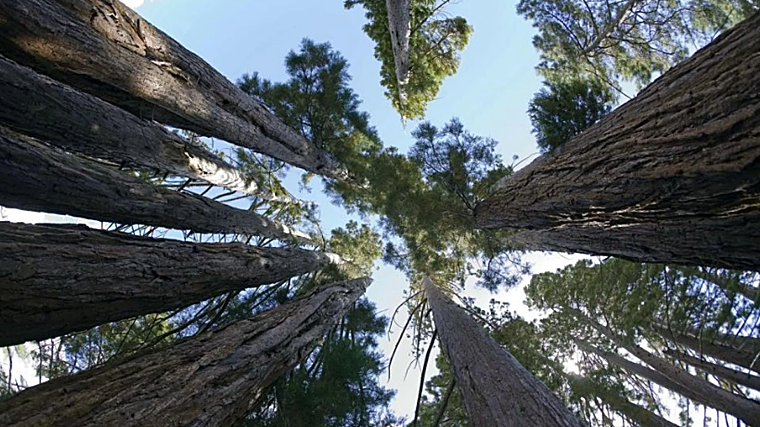 Bosque de secuoyas en los Collados de la Sagra