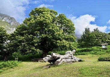 El Habario, un viaje al pasado entre castaños milenarios en Liébana