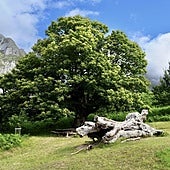 El Habario, un viaje al pasado entre castaños milenarios en Liébana