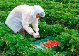 UPA: hay un claro objetivo de acabar con los frutos rojos de Huelva