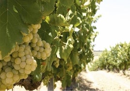Las altas temperaturas retrasan la vendimia de la Zalema en el Condado de Huelva