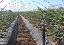 Las hectáreas dedicadas a frutos rojos volverán a ser más de 6.000 pese a la «incertidumbre» del agua