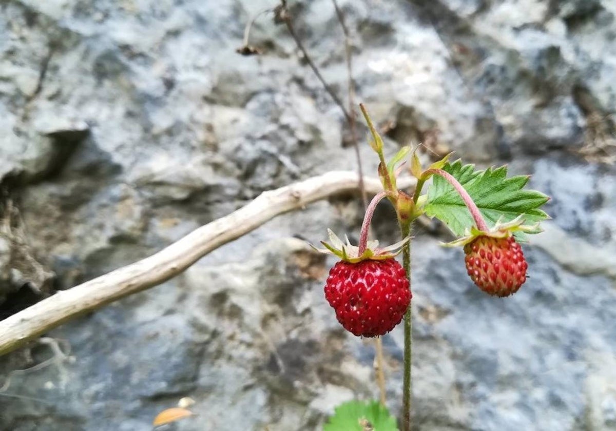 Planta de fresa