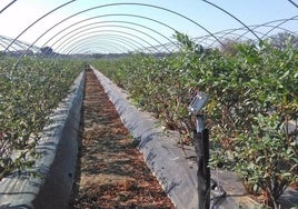 Organizaciones agrarias instan al Gobierno a dotar a Huelva de infraestructuras que palíen la grave sequía
