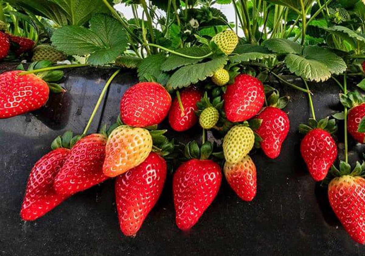 Cultivo de fresas en Huelva