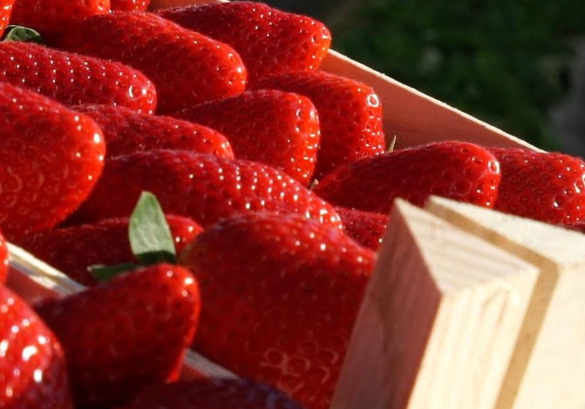 Fresas de Huelva