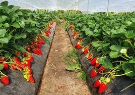 Un vivero de fresas de Huelva busca técnico comercial con un sueldo que podría alcanzar los 40.000 euros al año